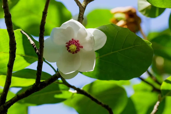 Magnolia Siebold Kwiat Ogrodzie — Zdjęcie stockowe