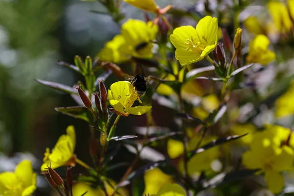 Bumblebee Nas Flores Amarelas Oenothera Tetragona — Fotografia de Stock