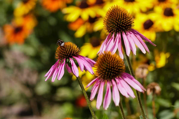 Léčivá Rostlina Echinacea Včela Květu Echinacea — Stock fotografie