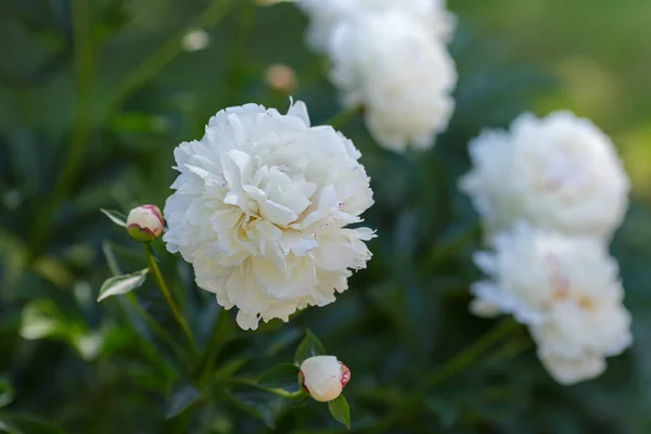 Witte Pioenroos Festiva Maxima Bloemen Tuin — Stockfoto