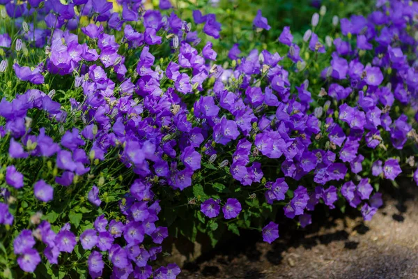 Blühende Campanula Carpatica Garten Schöne Blaue Blüten Der Campanula Carpatica — Stockfoto