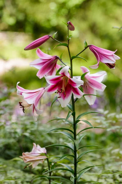 庭のアジアのハイブリッドユリの花 — ストック写真