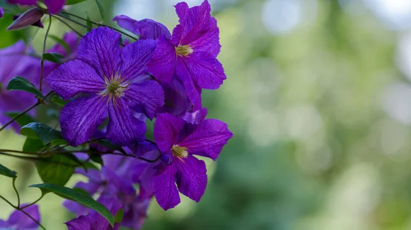 Flores Viñas Perennes Clematis Jardín Creciendo Clematis Clematis Floreciente —  Fotos de Stock
