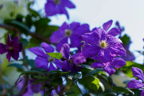 Blommor Fleråriga Vinstockar Klematis Trädgården Växande Klematis Blommande Klematis — Stockfoto