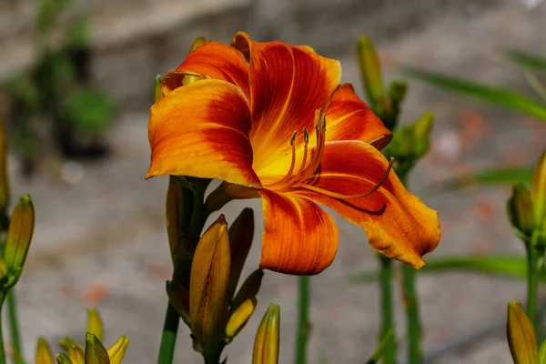 草原のヘメロカリスやスイレンの花 — ストック写真