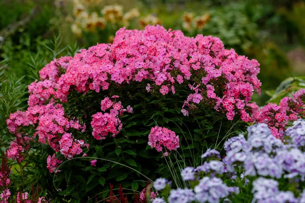 Phlox Paniculata Lat Phlox Paniculata Perennial Herbaceous Plant — Stock Photo, Image