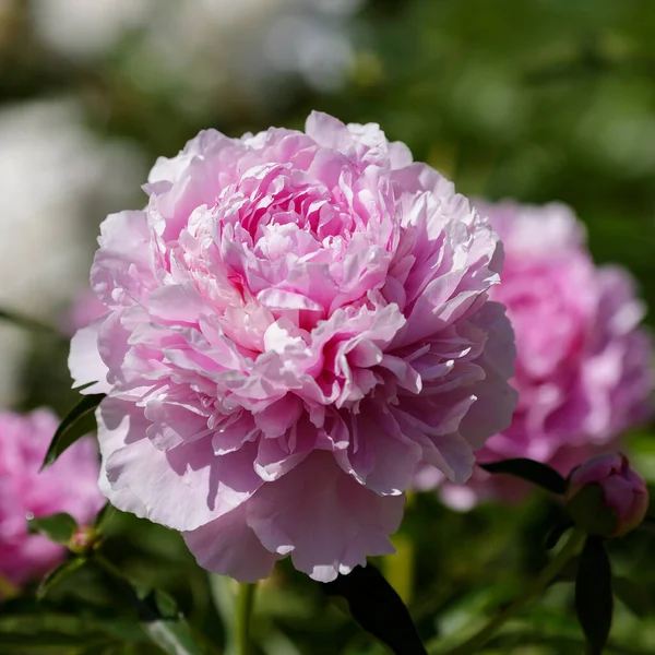 Hermosas Flores Peonía Jardín — Foto de Stock