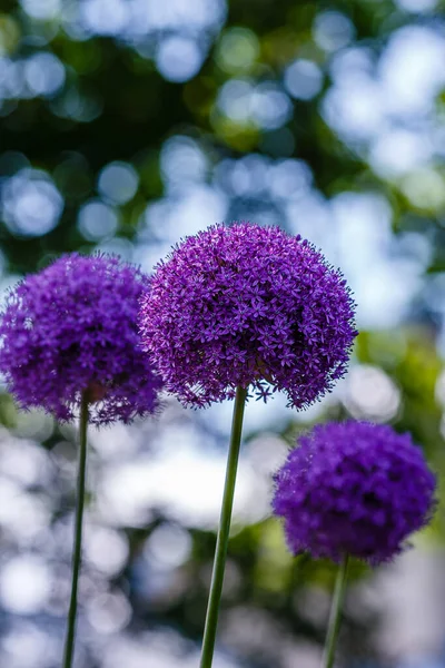 Allium Purple Flowers Growing Garden — Stock Photo, Image