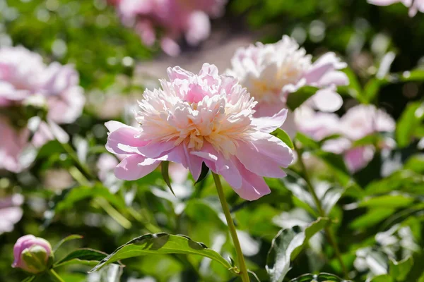 Beautiful Pink Peony Flowers Garden — Stock Photo, Image