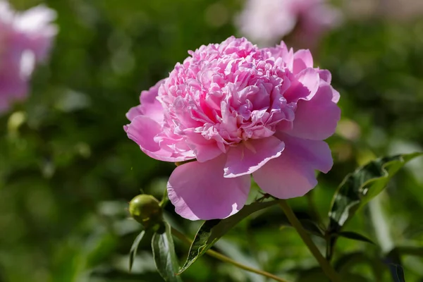 Mooie Roze Pioenroos Bloem Tuin — Stockfoto