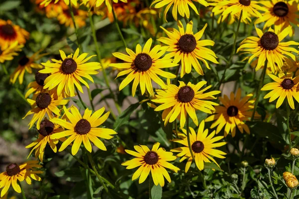 Flores Rudbeckia Jardín Verano — Foto de Stock