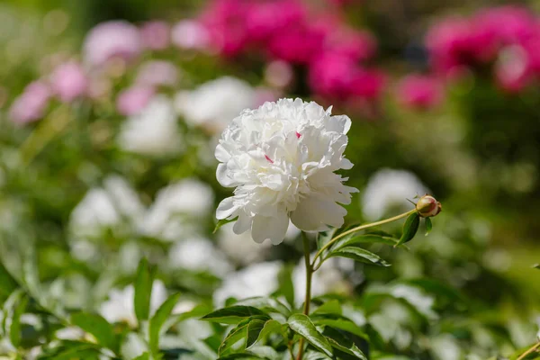 Beautiful Peony Flowers Garden — Stock Photo, Image