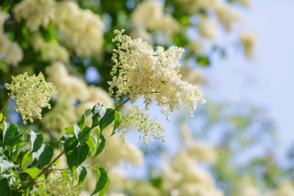 Amur Šeřík Latin Syringa Amurensis Květiny Přírodě — Stock fotografie