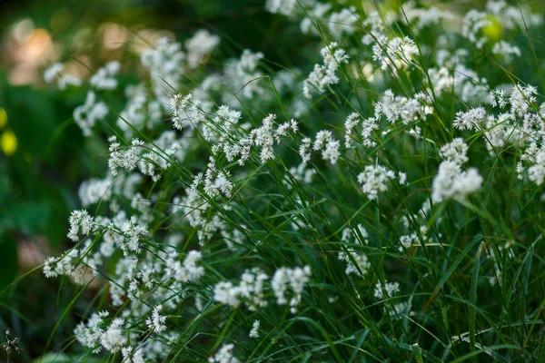 Luzula Nivalis Blüht Garten — Stockfoto