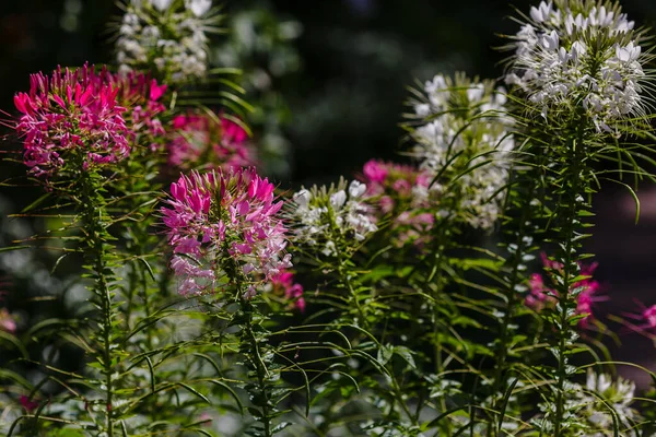 Cleomene Lat Cleome Fiori Nel Giardino Estivo — Foto Stock