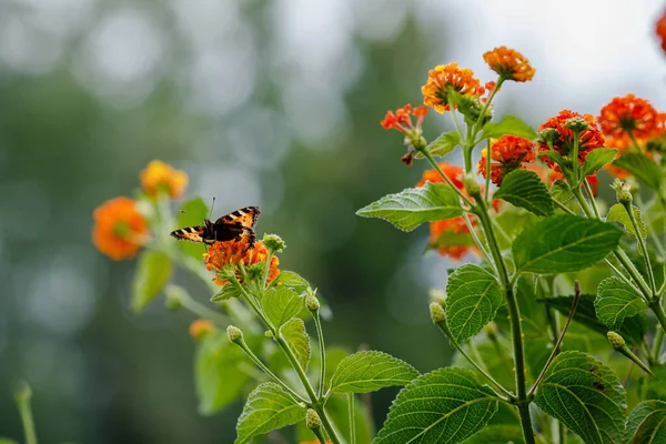 Fluture Lantana Camara Floare — Fotografie, imagine de stoc