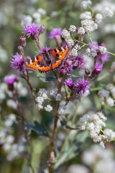 Бабочка Цветке Летнем Лугу — стоковое фото