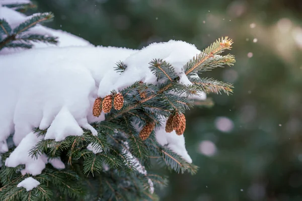 Fichtenzweig Mit Schneebedeckten Zapfen — Stockfoto