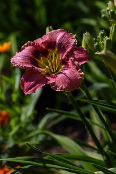 Hemerocallis Flores Dia Prado — Fotografia de Stock