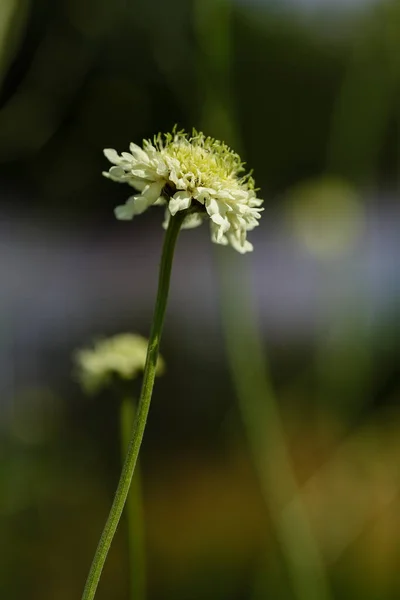 Цветок Scabiosa Ochroleuca Естественном Фоне — стоковое фото