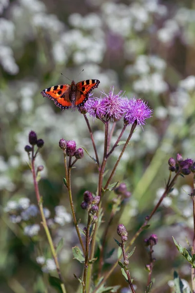 Бабочка Цветке Летнем Лугу — стоковое фото