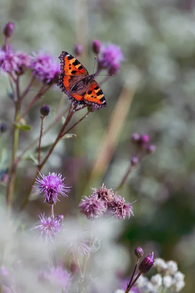 Fluture Floare Pajiște Vară — Fotografie, imagine de stoc
