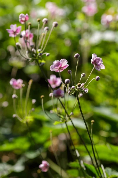 Anemone Hupehensis Anemone Hupeyskayav Flores Jardín — Foto de Stock