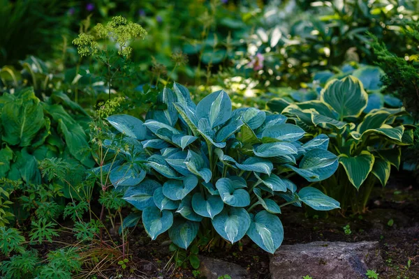 Hosta Növény Zöld Kertben — Stock Fotó