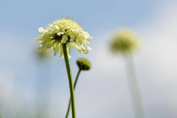 Цветок Scabiosa Ochroleuca Естественном Фоне — стоковое фото