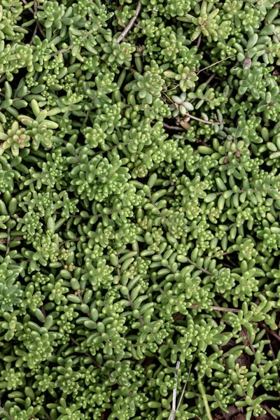 緑の植物葉背景テクスチャ — ストック写真