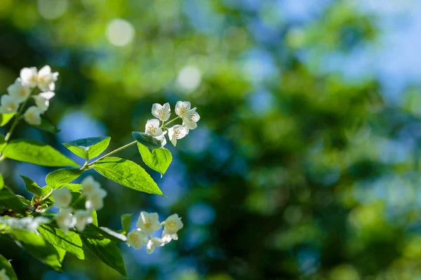 Chubushnik Lat Philadephus Fleurs Dans Nature — Photo