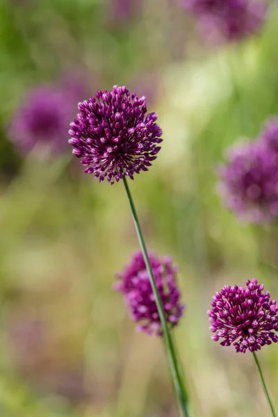 Bow Lat Allium Rotundum — 스톡 사진