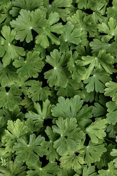 Зеленое Растение Оставляет Текстуру Фона — стоковое фото
