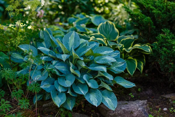 Hosta Növény Zöld Kertben — Stock Fotó