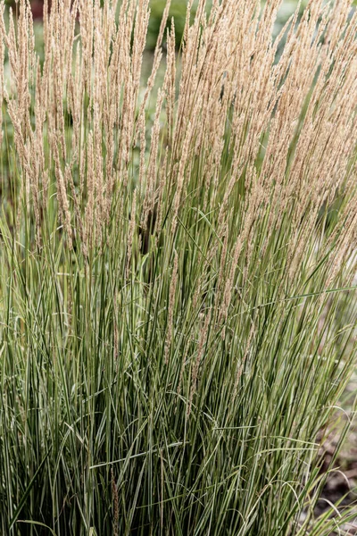 Hohes Gras Auf Der Wiese Der Natur — Stockfoto