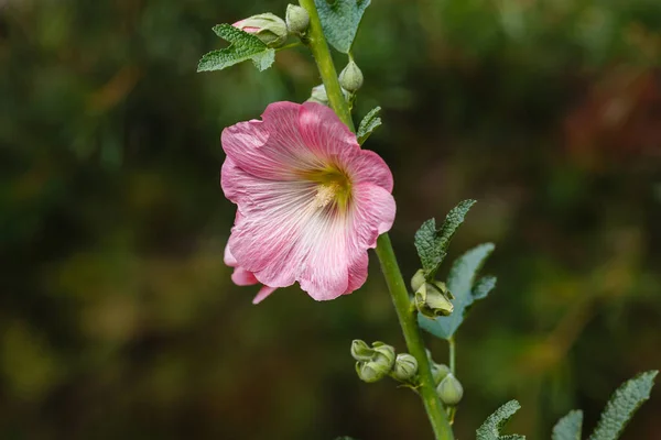 Čmelák Květu Malva Zahradě — Stock fotografie