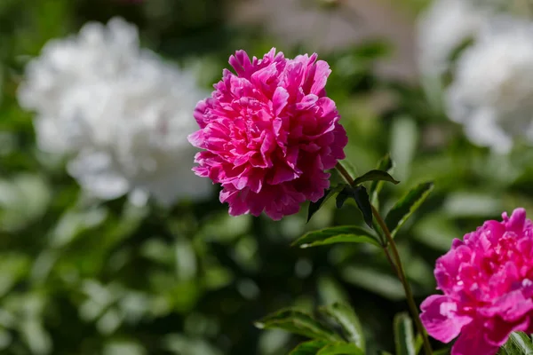 Piwonia Piękny Kwiaty Ogrodzie — Zdjęcie stockowe