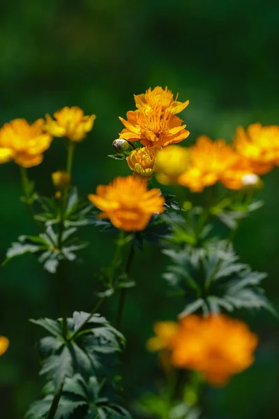 Trollius Chinensis Rainha Dourada Flores Jardim — Fotografia de Stock