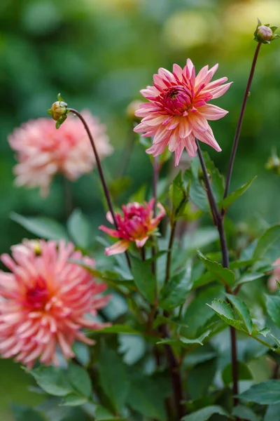 Χλωμά Ροζ Λουλούδια Ντάλια Στον Κήπο — Φωτογραφία Αρχείου