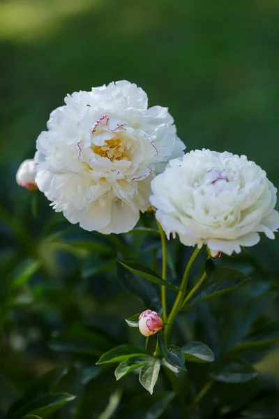 Peônia Branca Festiva Maxima Flores Jardim — Fotografia de Stock