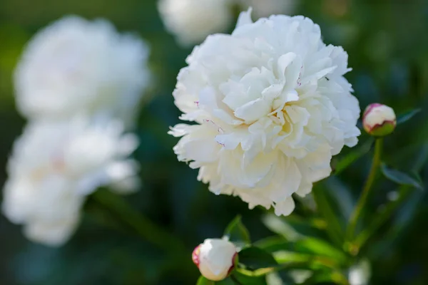 stock image White peony ( Festiva Maxima ) flowers in garden