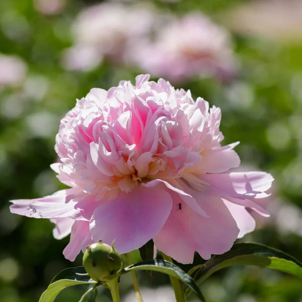 Mooie Roze Pioenroos Bloemen Tuin — Stockfoto