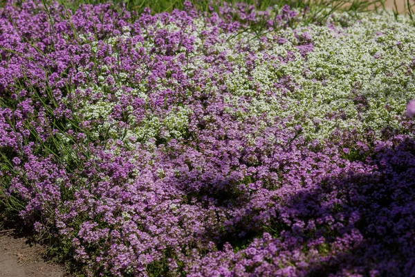 Blommande Bryggeritimjan Thymus Serpyllum Blommor Trädgården — Stockfoto