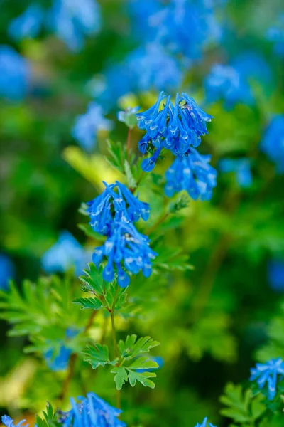 Corydalis Azul Sonho Flores Jardim — Fotografia de Stock