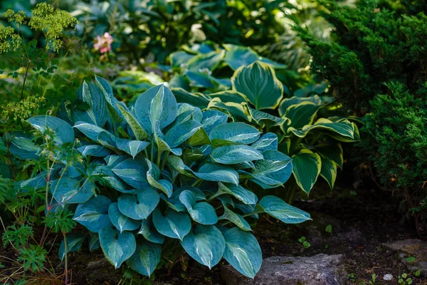 Hosta Növény Zöld Kertben — Stock Fotó