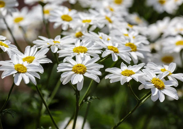 Bahçedeki Pyrethrum Corymbosum çiçekleri
