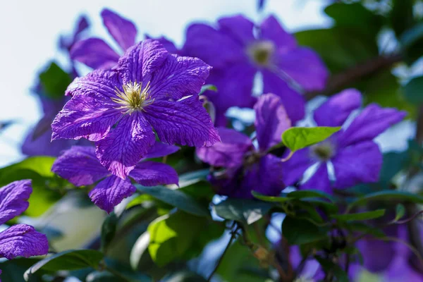Blüht Mehrjährige Reben Der Clematis Garten Wachsende Clematis Blühende Klematis — Stockfoto