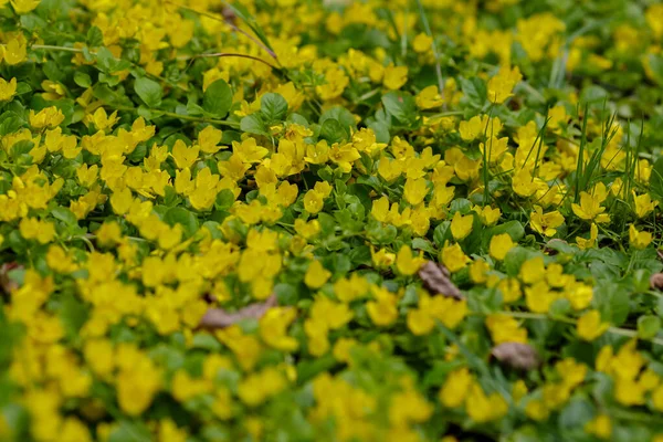 Verbeynik Mint Cossack Verbe Eller Cossack Verbe Även Meadow Tea — Stockfoto