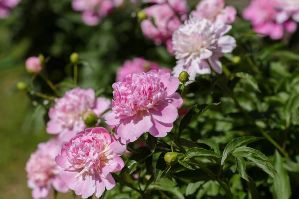 Belles Fleurs Roses Pivoine Dans Jardin — Photo