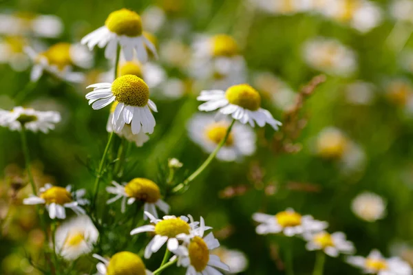 Pharmacy Chamomile Medicinal Chamomile Stripped Chamomile Flowers Meadow — Stock Photo, Image